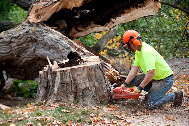 How Our Tree Care Process Works  in  Iowa Colony, TX